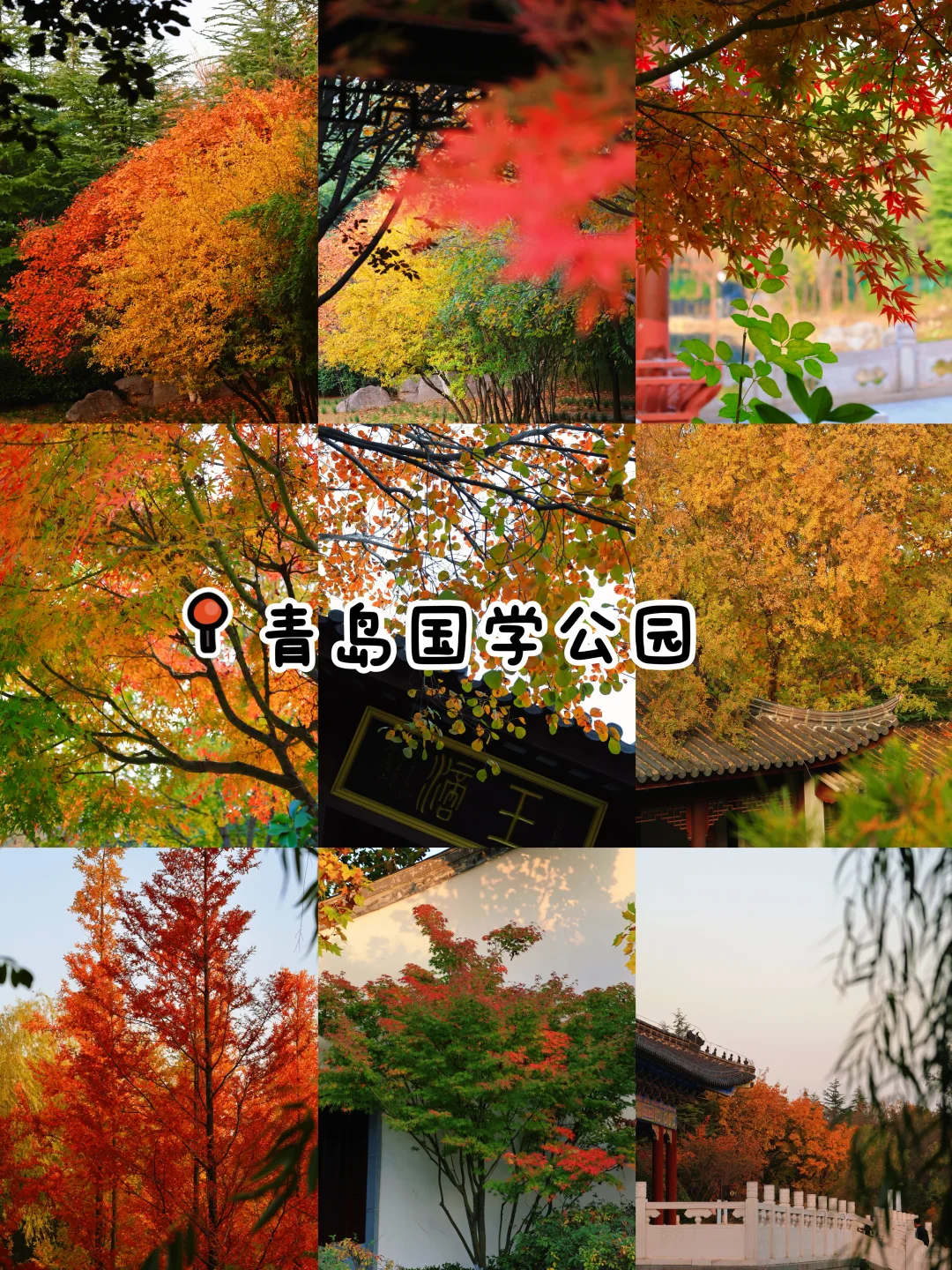 秋日落幕🍂｜我永远爱青岛的秋天👀