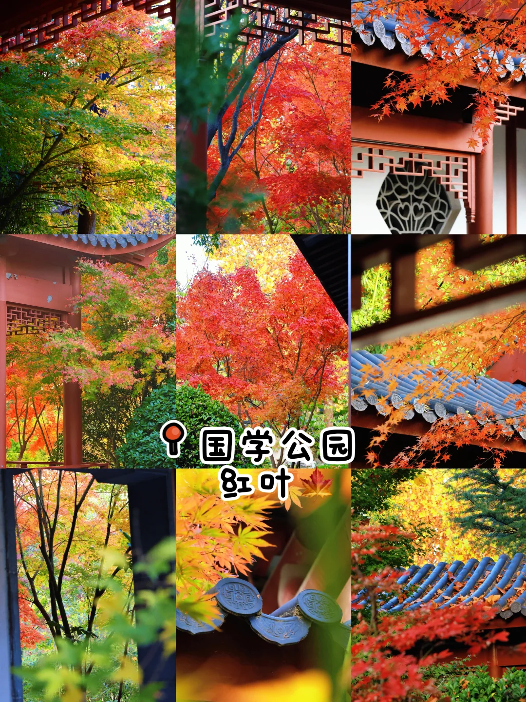 秋日落幕🍂｜我永远爱青岛的秋天👀