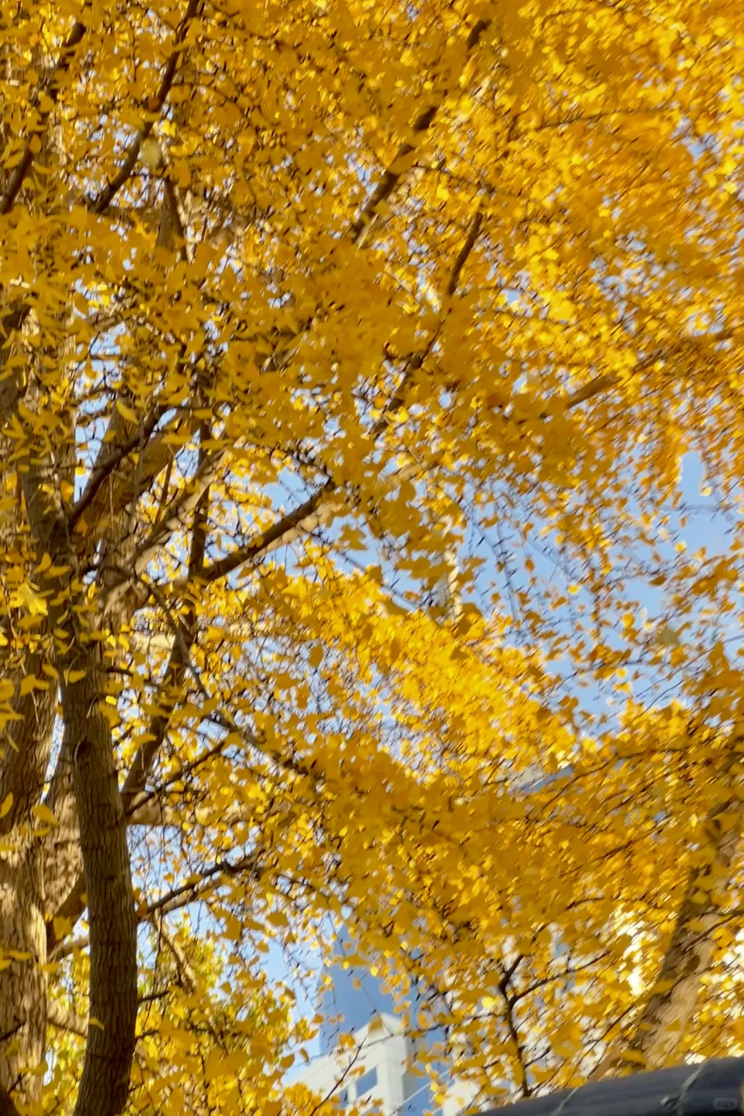 济南|在经三路看今年最后的秋（下）