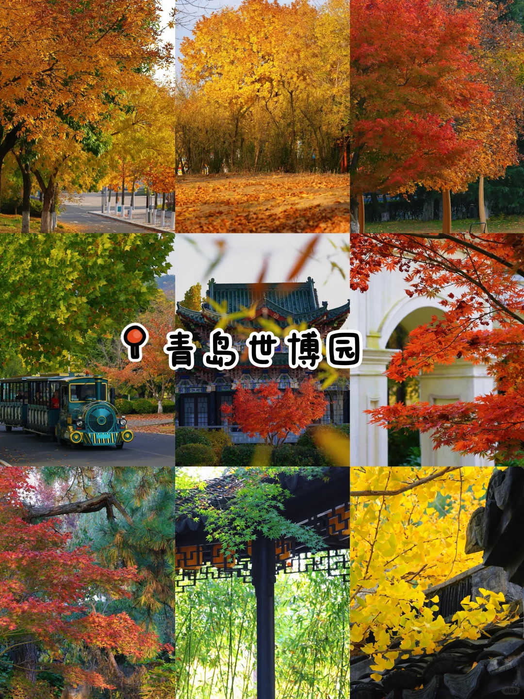 秋日落幕🍂｜我永远爱青岛的秋天👀