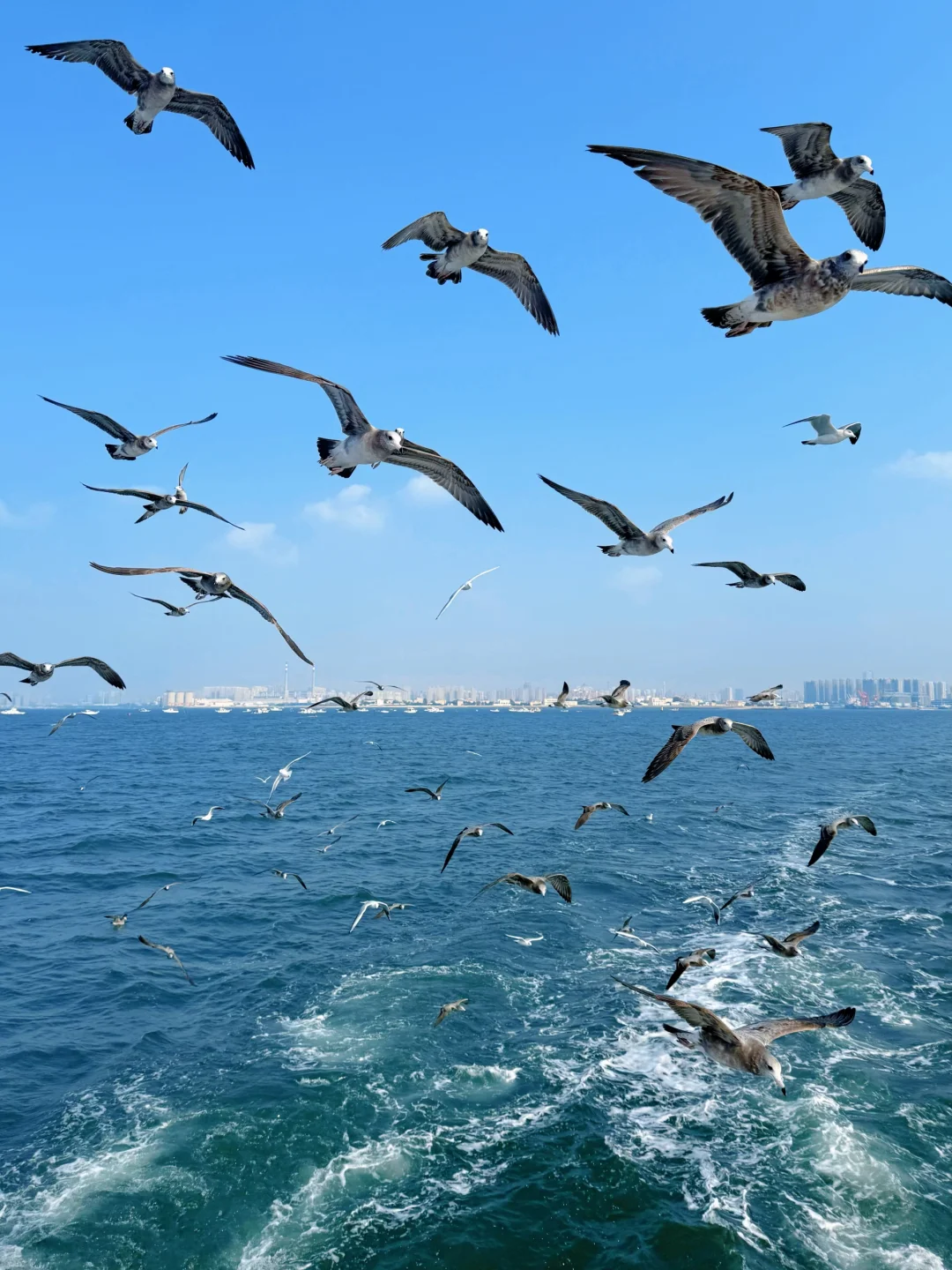昨日实况🌊青岛轮渡失联的1h🕊️和海鸥相伴