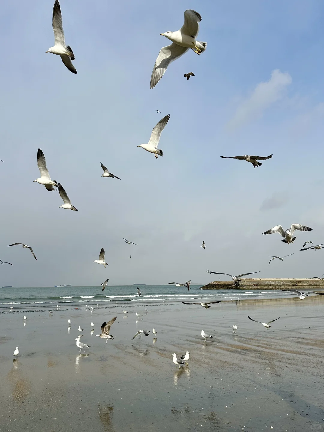 “这里是11月的烟台”🫧🌊🐚☁️