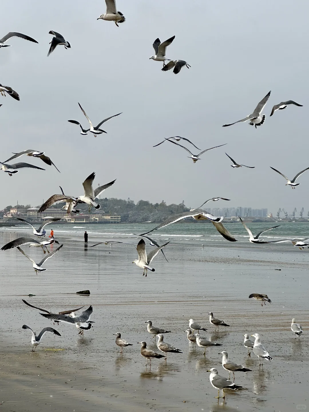 11月在烟台看海🫧🌊