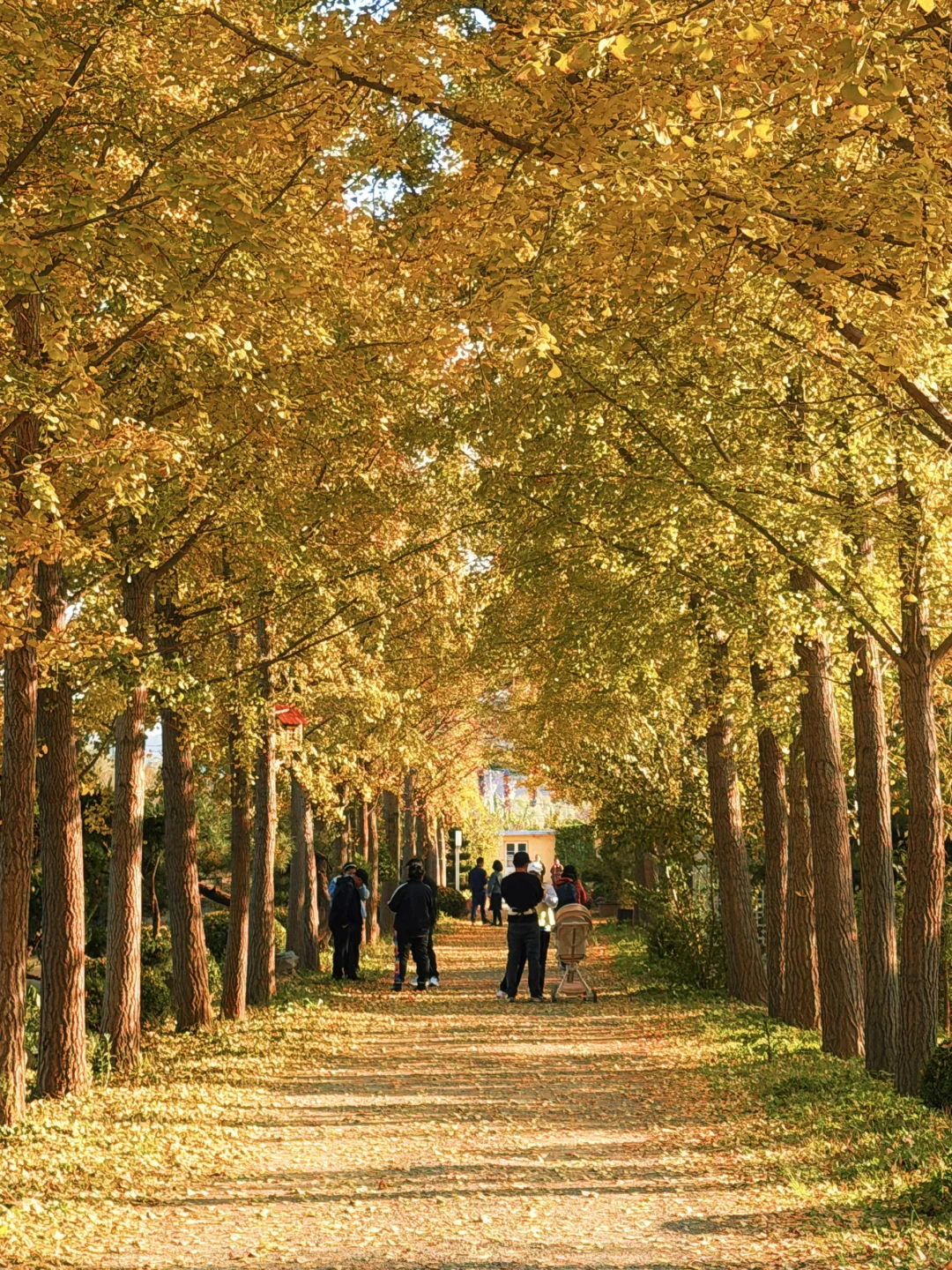 “这里是11月的烟台”🫧🌊🐚☁️
