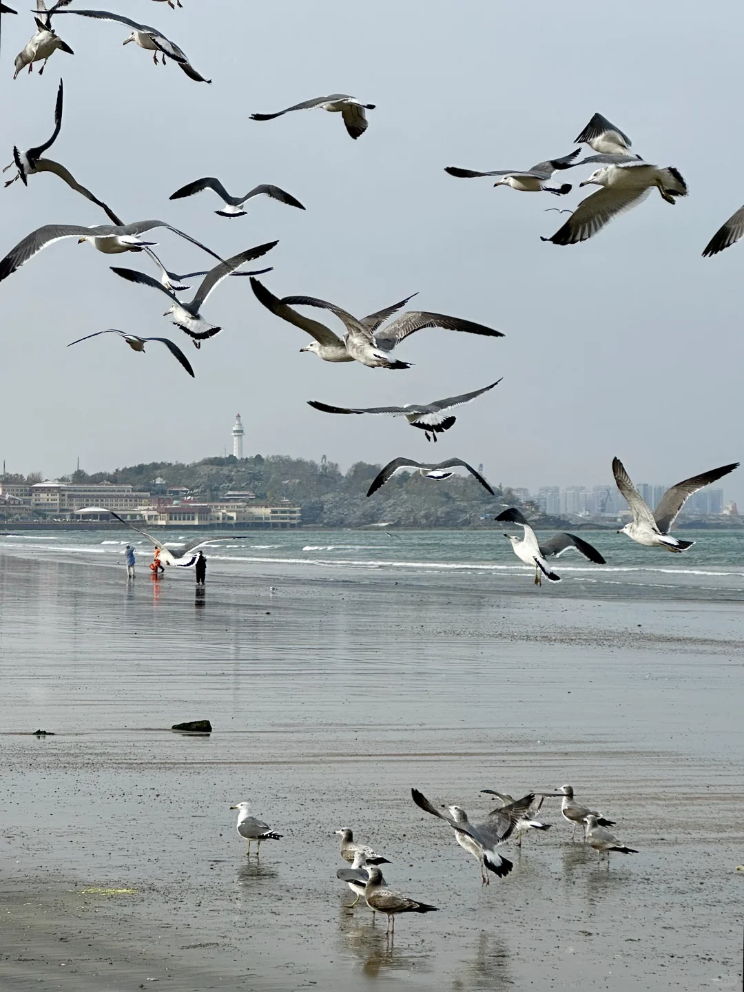 “这里是11月的烟台”🫧🌊🐚☁️