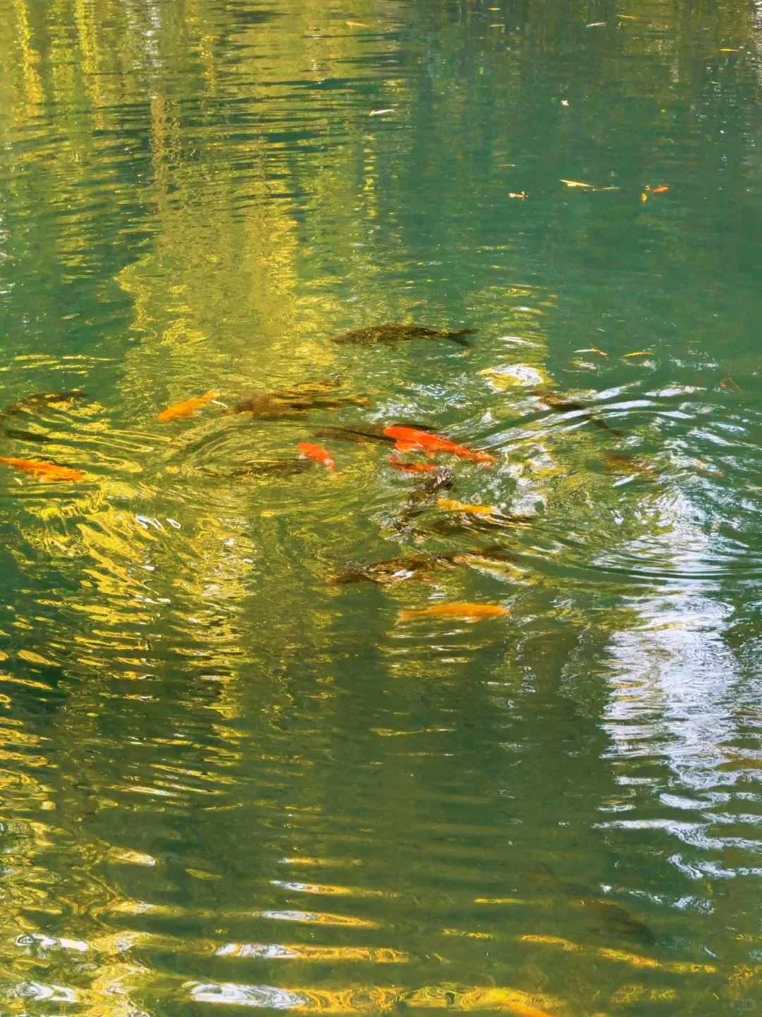 大明湖四象限景色正当时🍂（附位置）