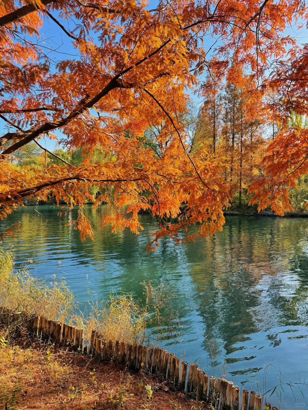 大明湖四象限景色正当时🍂（附位置）