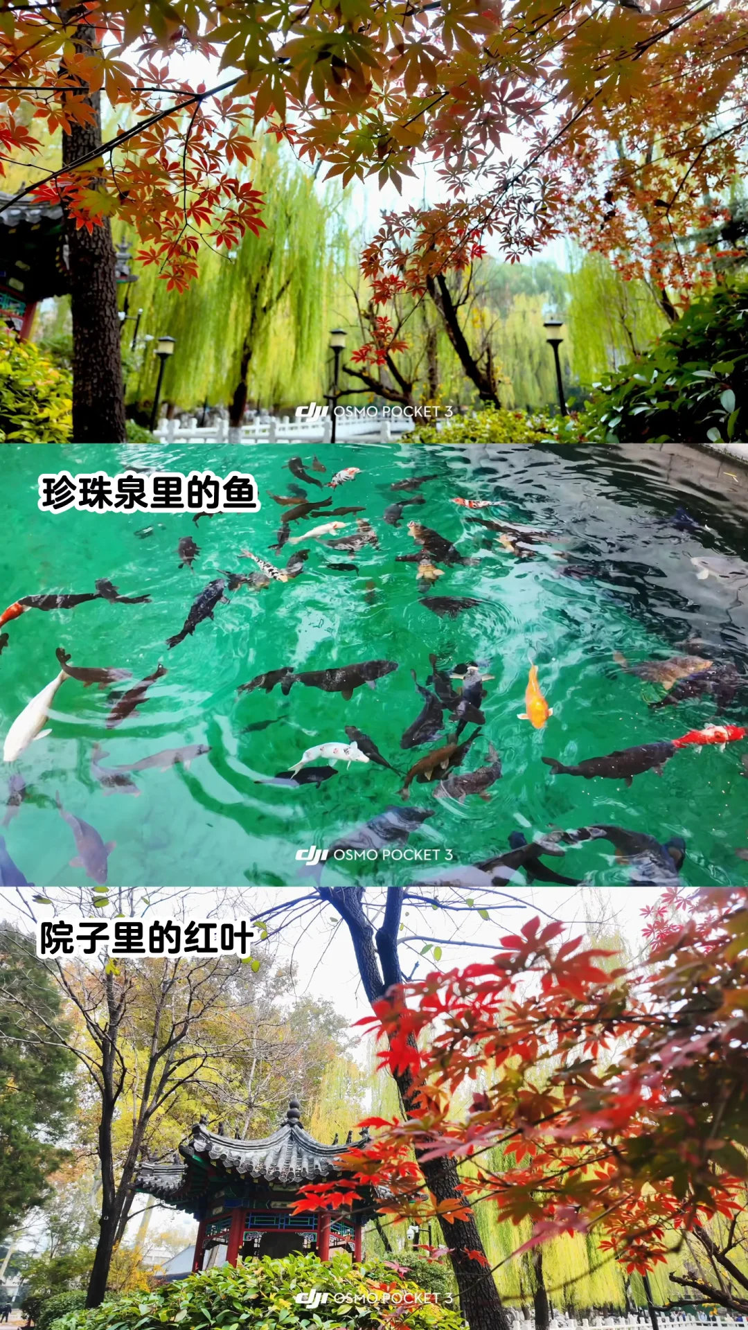 🍂请北京小孩周末都去济南赏秋！行程分享🔛