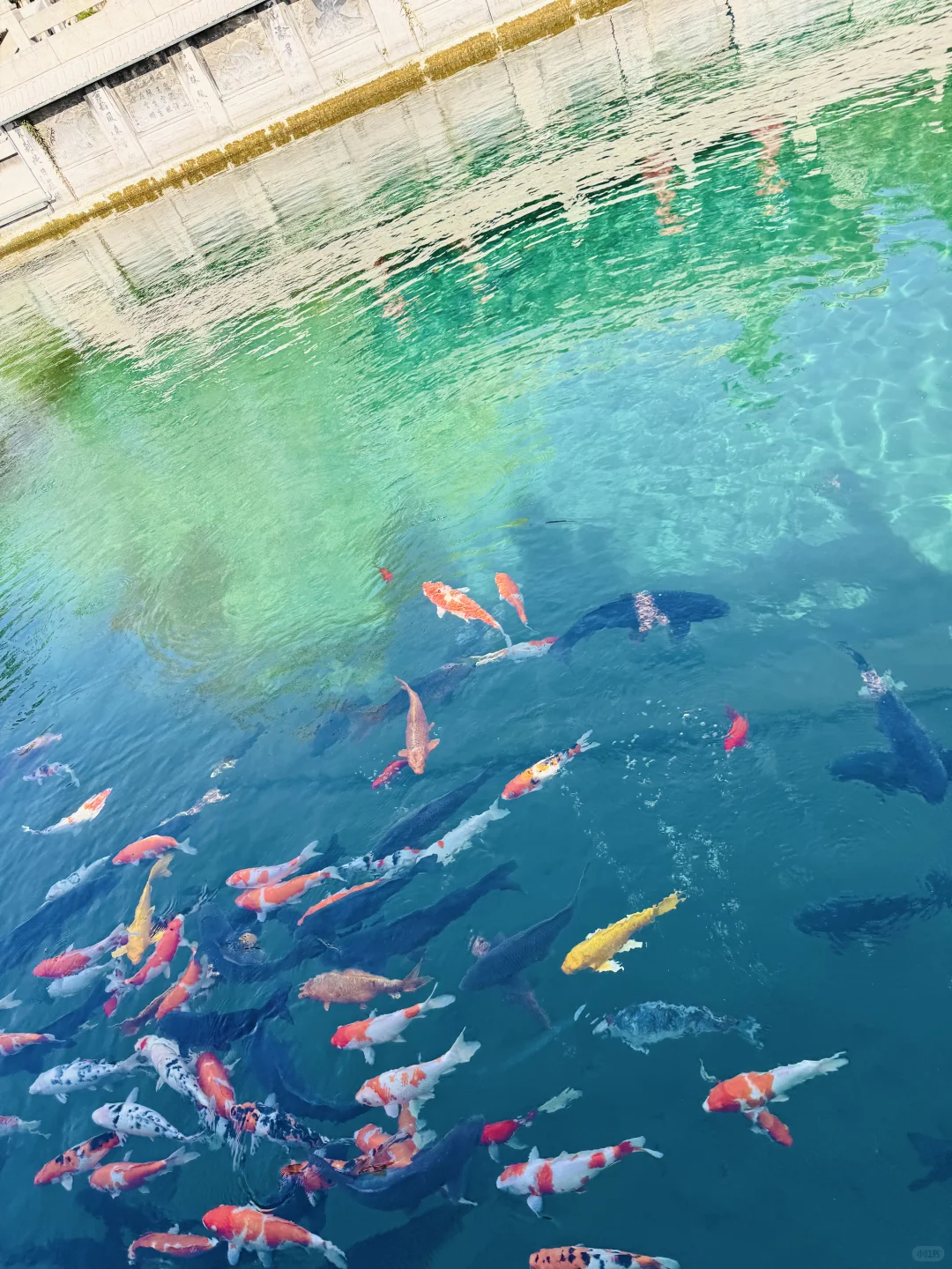 济南泉水今年的喷涌程度是本地都会震惊😱