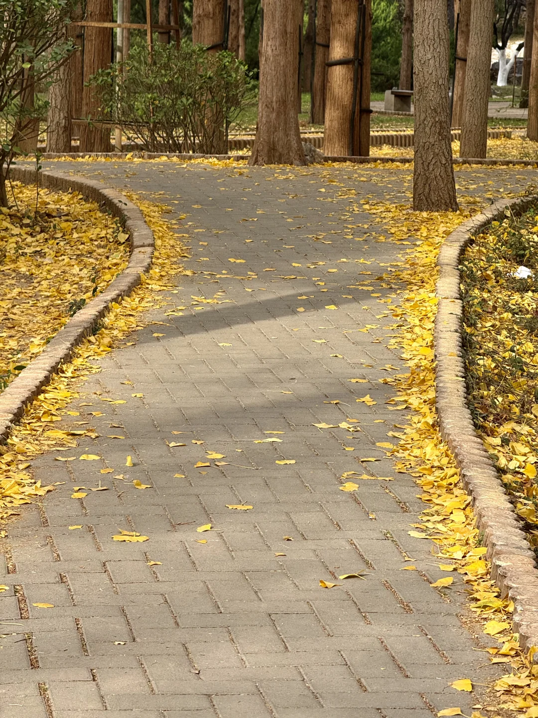 入秋，银杏叶落，满地金黄🍂