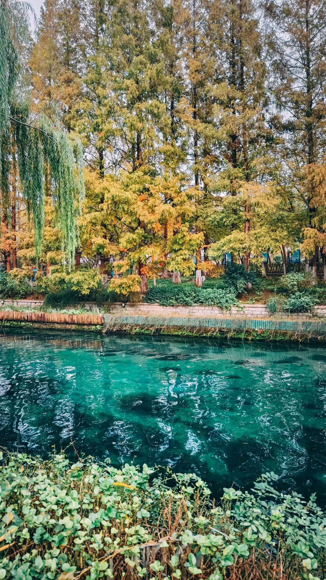 在老舍笔下的济南，拍到了秋日画卷