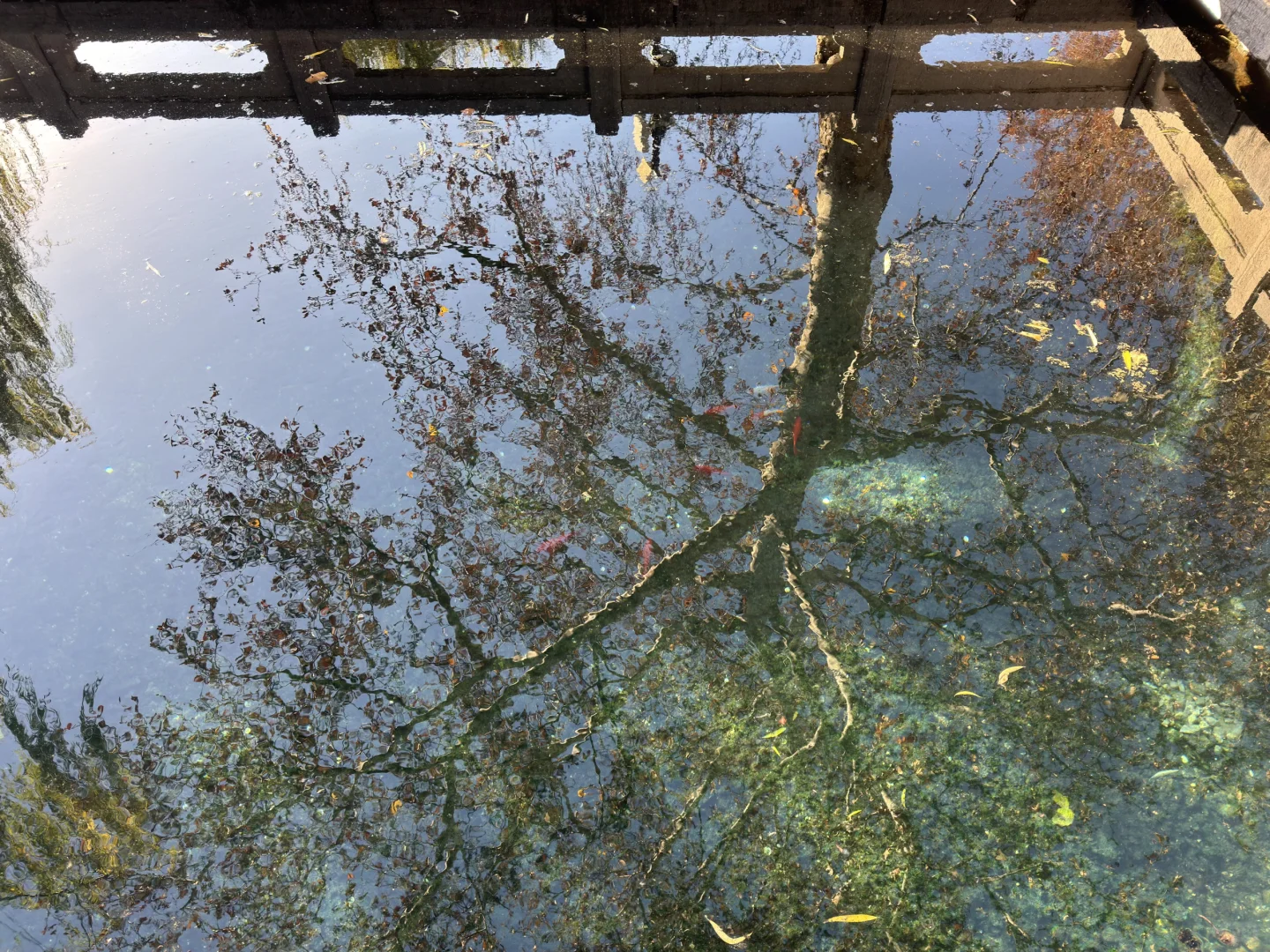 济南Day1，11.27趵突泉