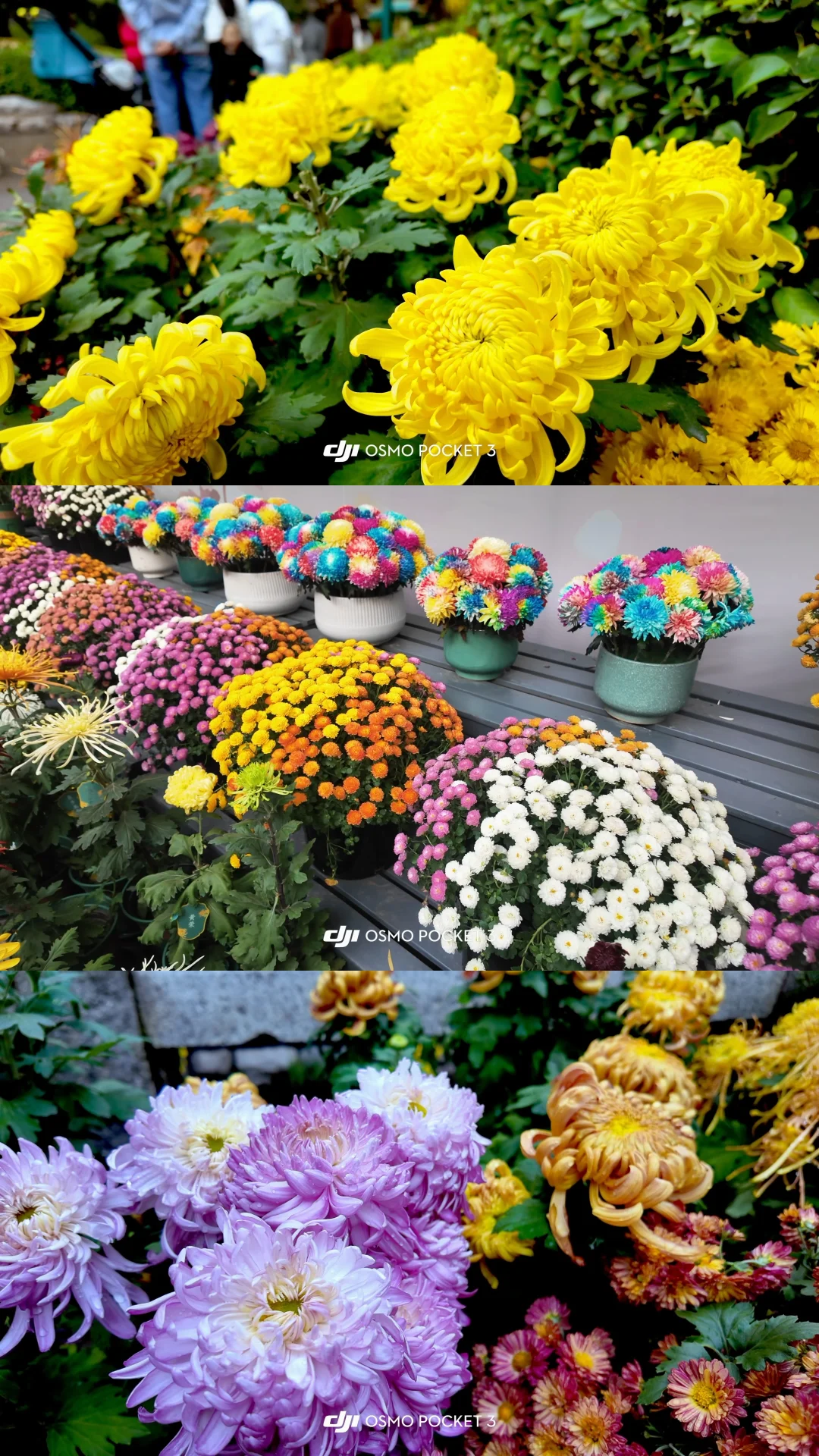 🍂请北京小孩周末都去济南赏秋！行程分享🔛