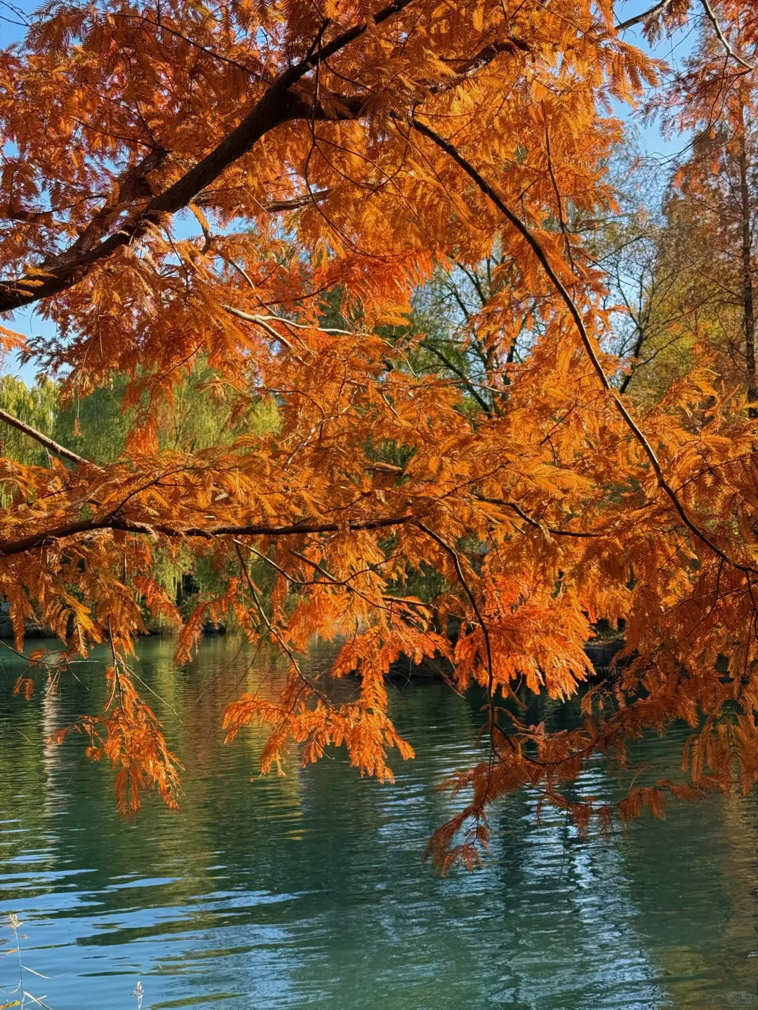 大明湖四象限景色正当时🍂（附位置）