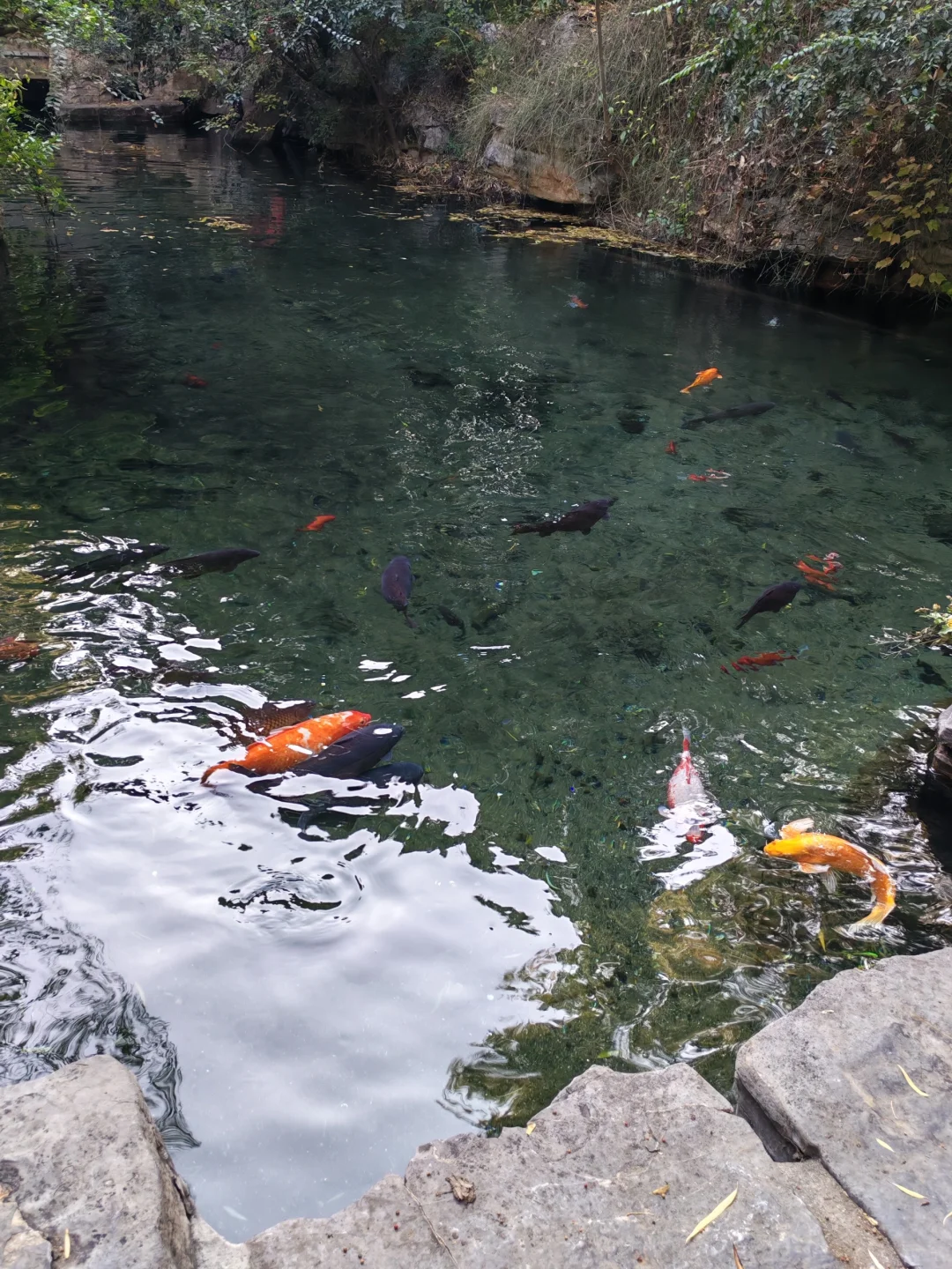 济南的冬天❄️