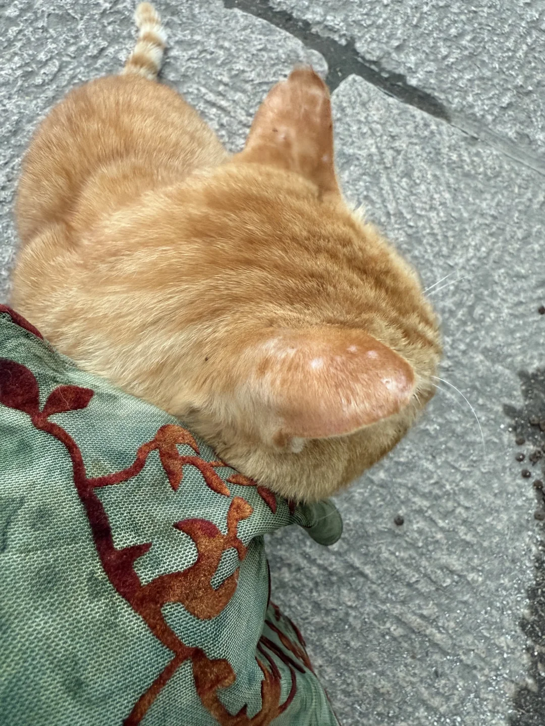 济南济南 周末小逛🪷