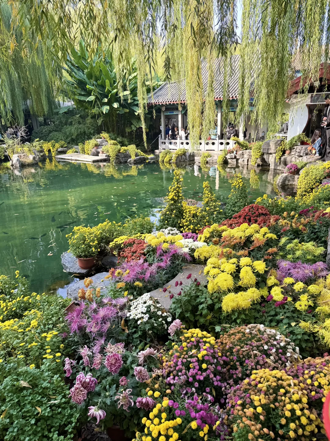 谁还没看趵突泉的菊花展，快去‼️