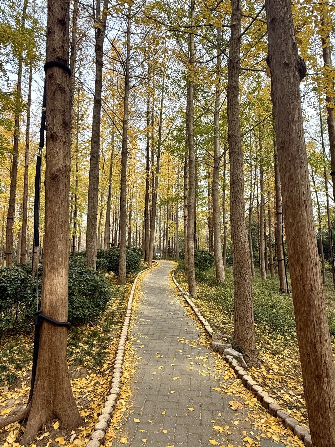 入秋，银杏叶落，满地金黄🍂