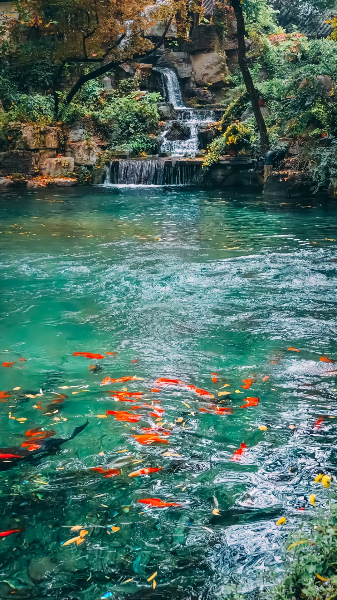 在老舍笔下的济南，拍到了秋日画卷