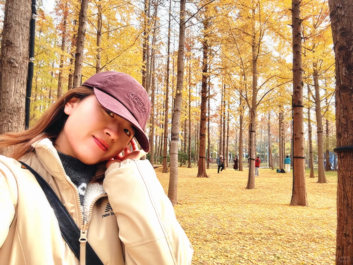 入秋，银杏叶落，满地金黄🍂