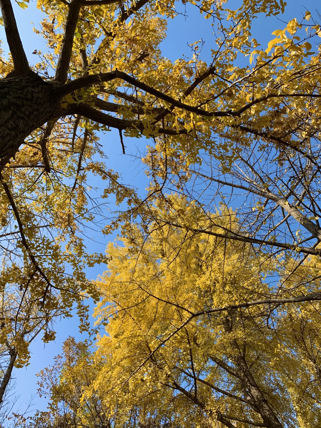 济南的冬天太美丽了