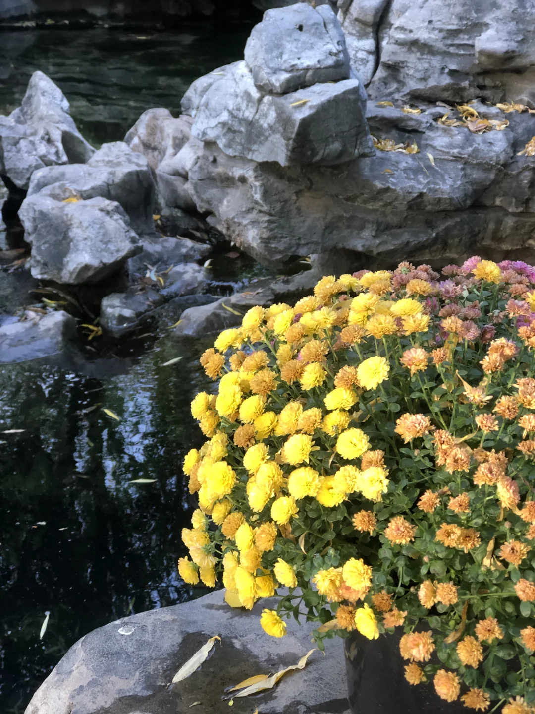 来济南啦 | 在趵突泉看小桥流水人家！