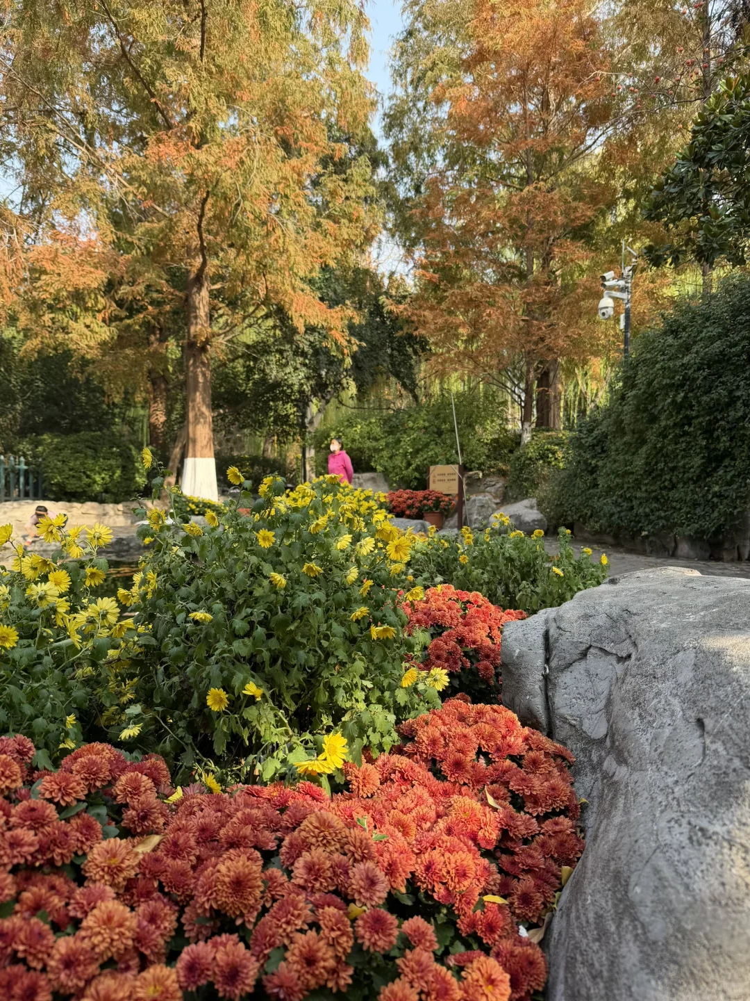 谁还没看趵突泉的菊花展，快去‼️