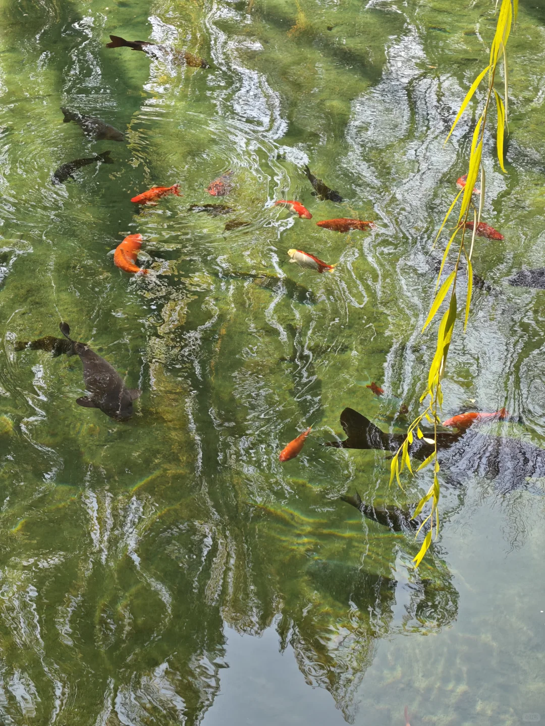 in济南|老舍笔下的城市不需要滤镜