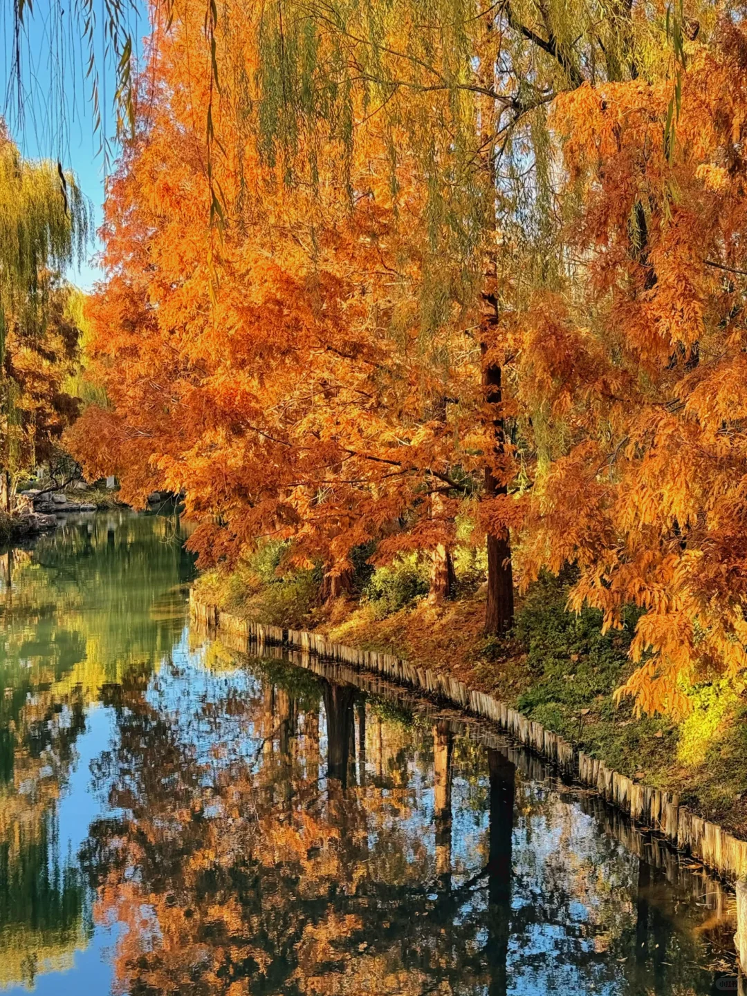 大明湖四象限景色正当时🍂（附位置）