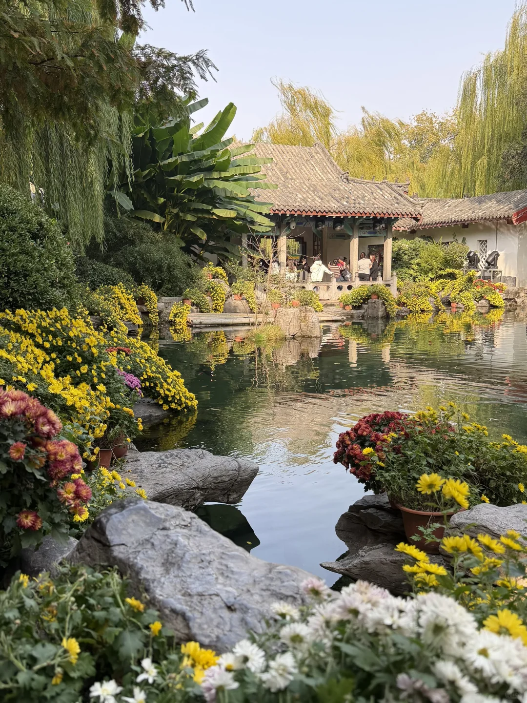 谁还没看趵突泉的菊花展，快去‼️