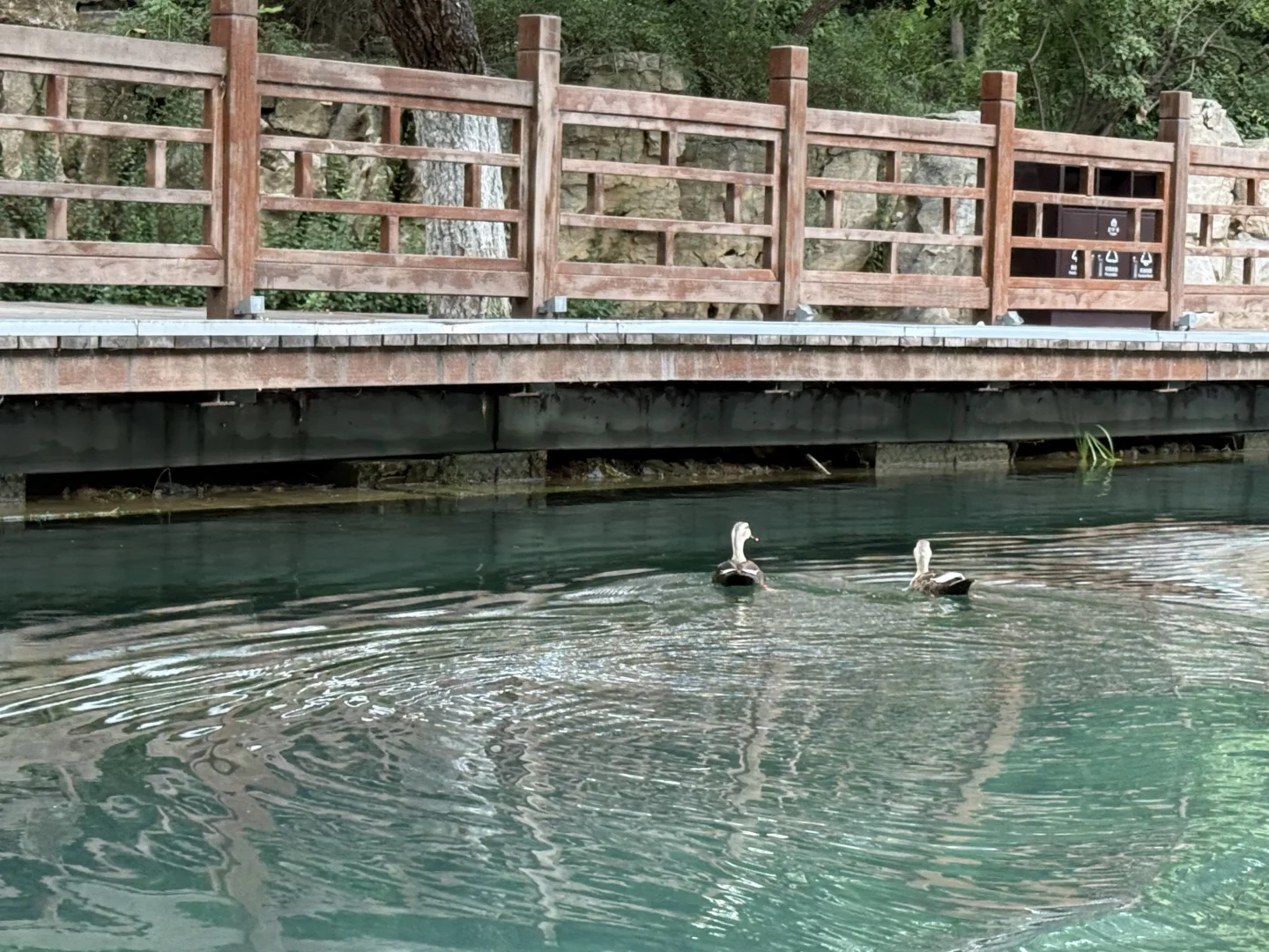 济南济南 周末小逛🪷