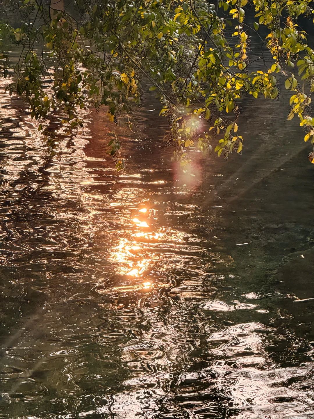 老舍先生笔下的秋冬 🍂