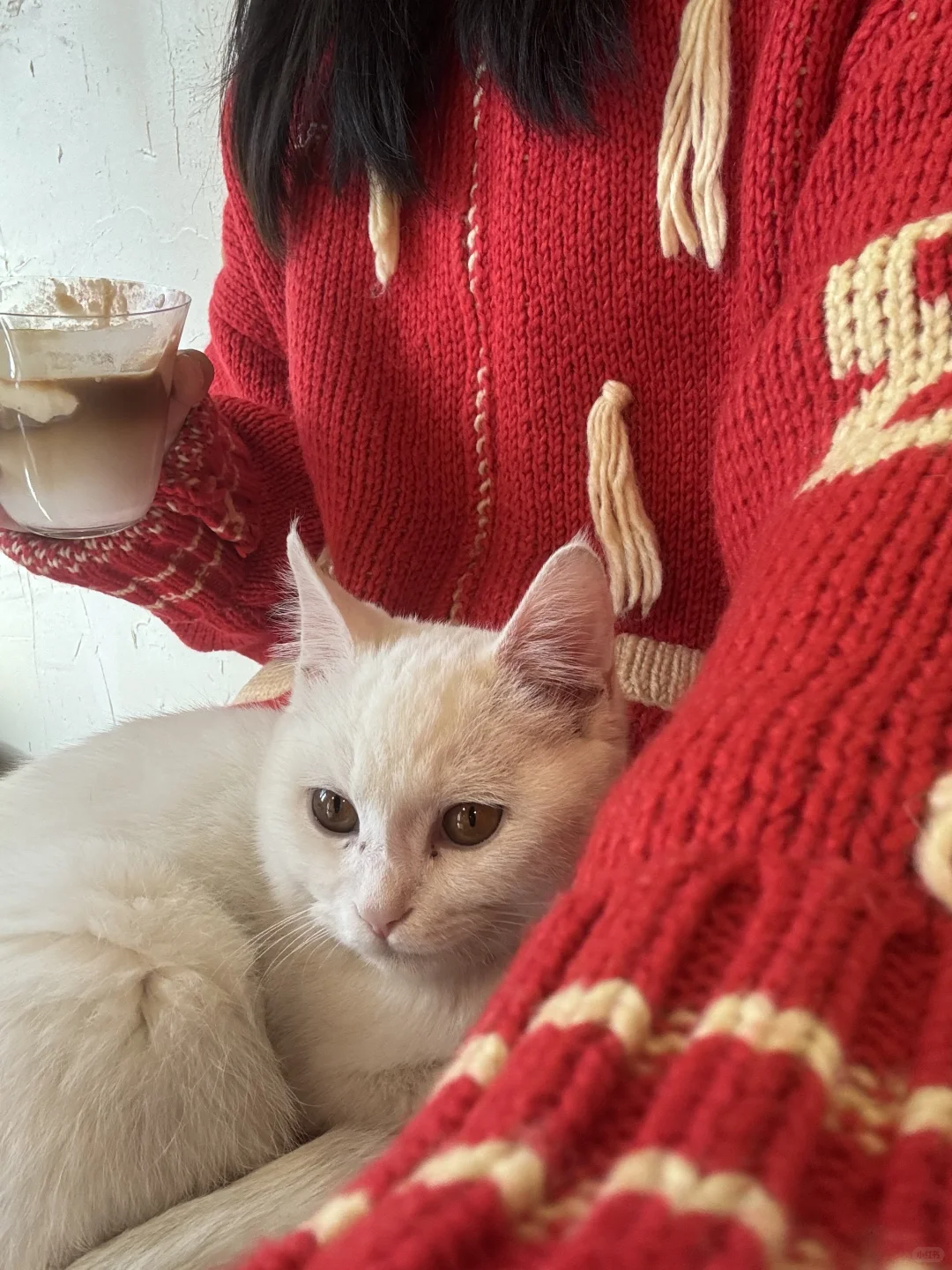 济南非常适合拍照的喵星人咖啡馆🐱