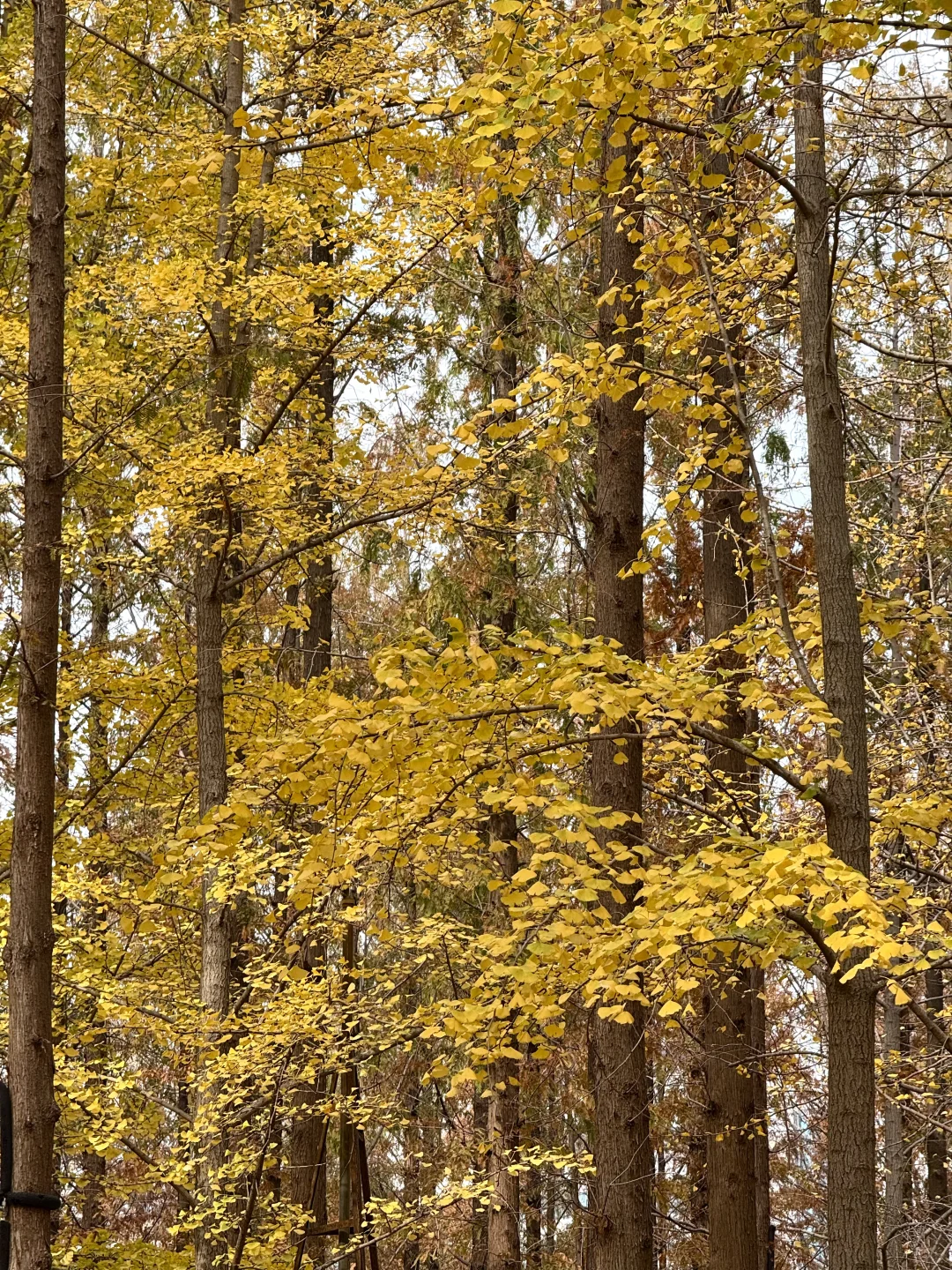 入秋，银杏叶落，满地金黄🍂