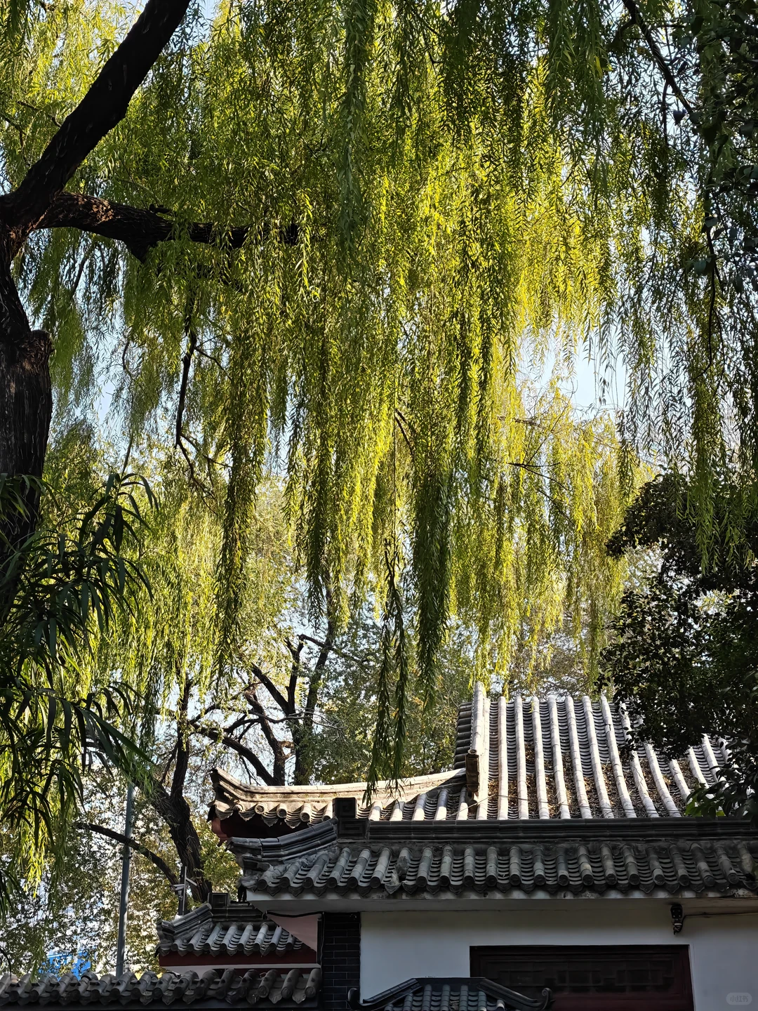 in济南|老舍笔下的城市不需要滤镜