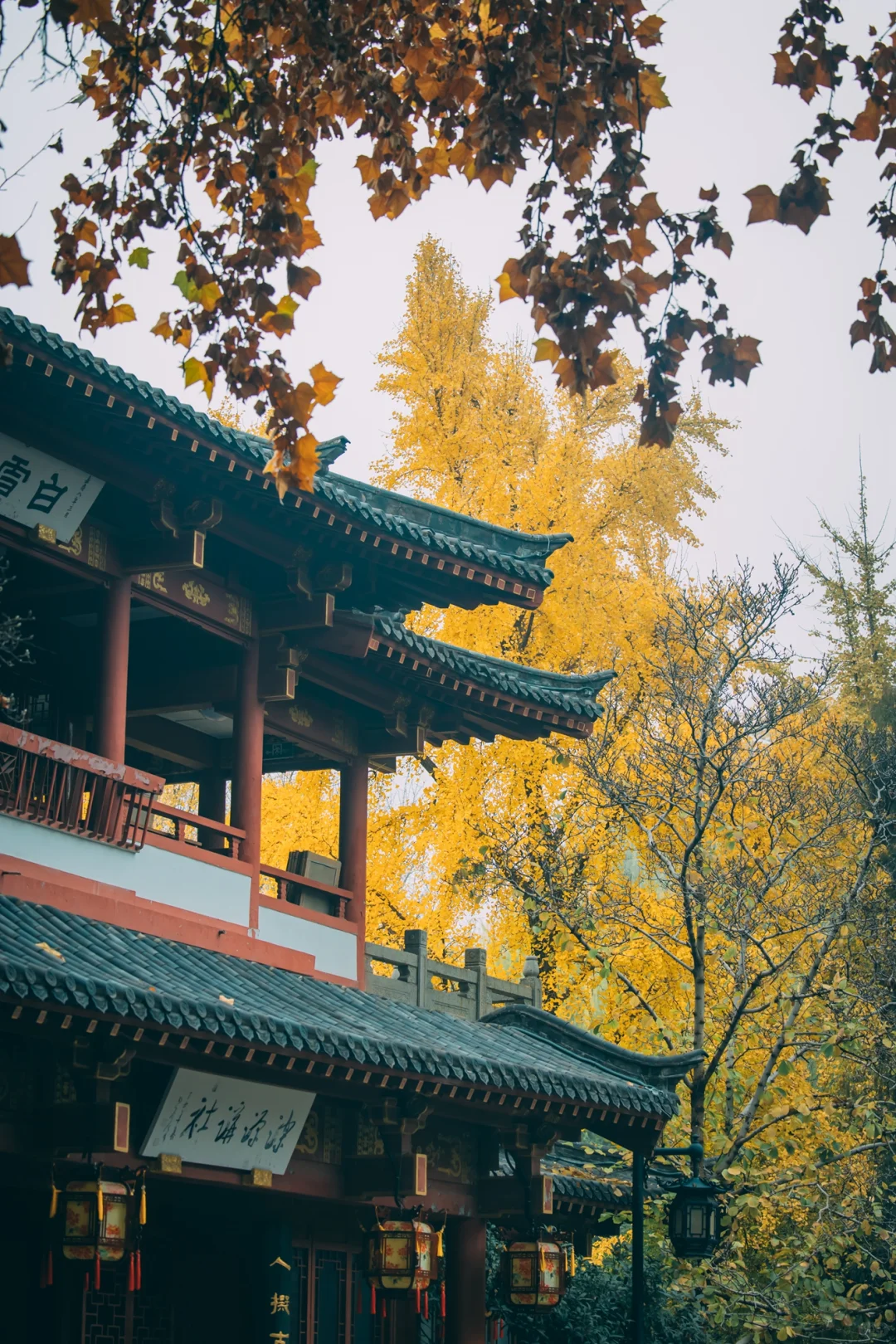 在老舍笔下的济南，拍到了秋日画卷