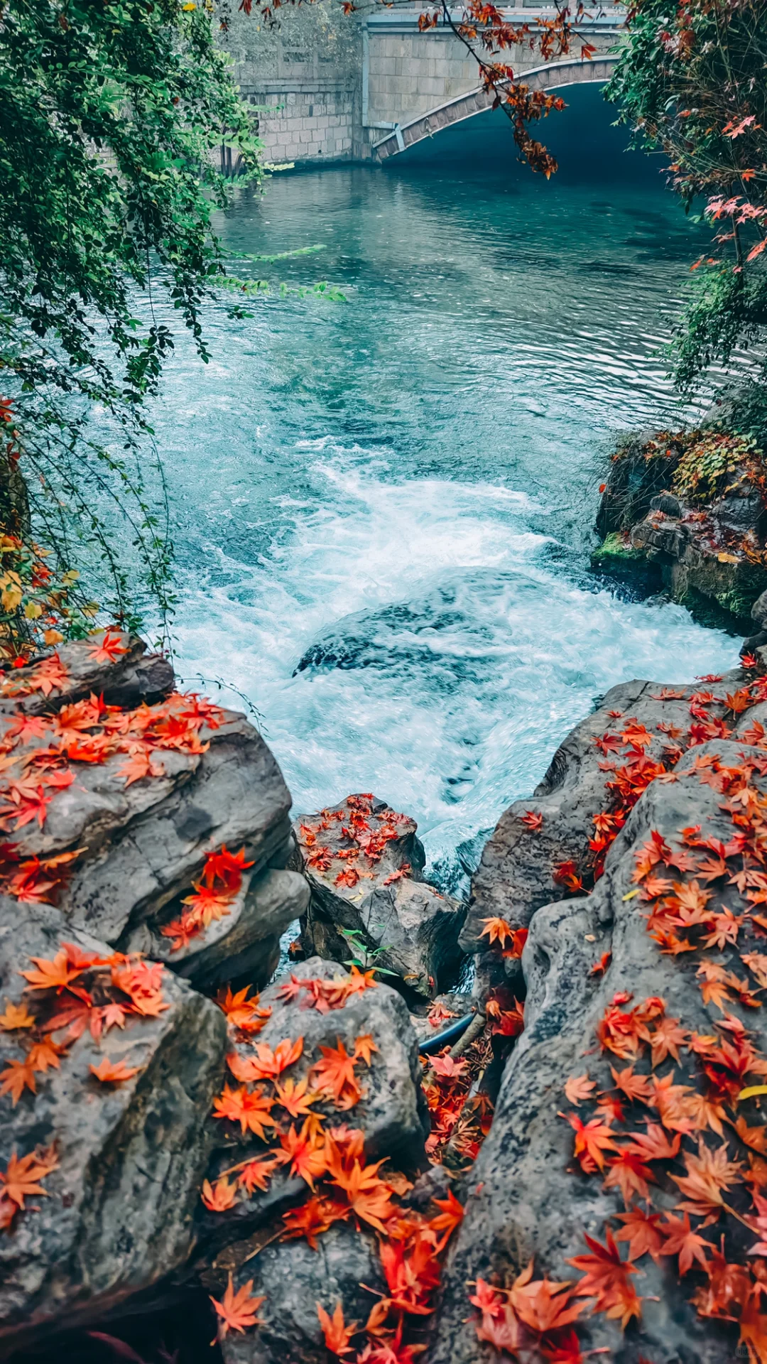 在老舍笔下的济南，拍到了秋日画卷