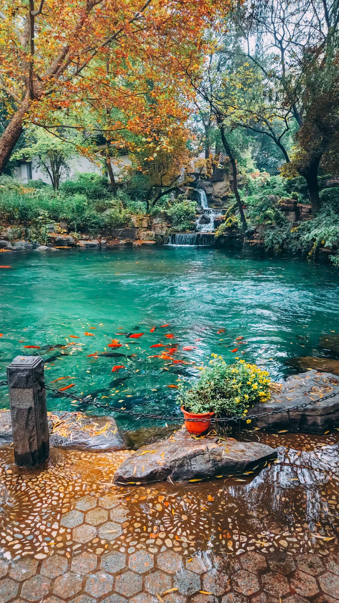 在老舍笔下的济南，拍到了秋日画卷