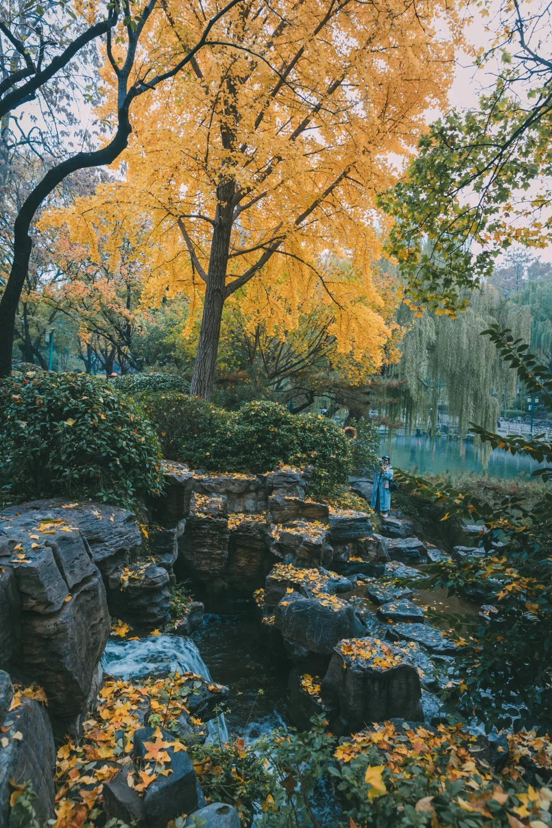 在老舍笔下的济南，拍到了秋日画卷