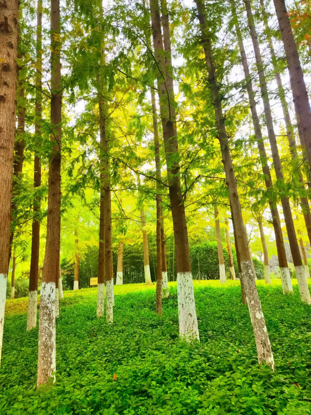 山水间的诗意画卷—趵突泉