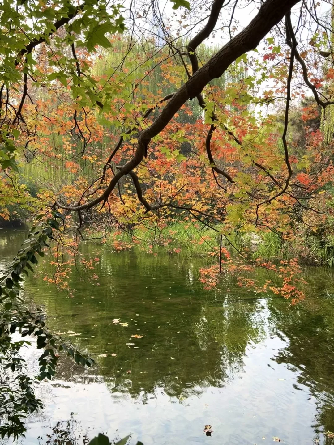 谁还没看趵突泉的菊花展，快去‼️