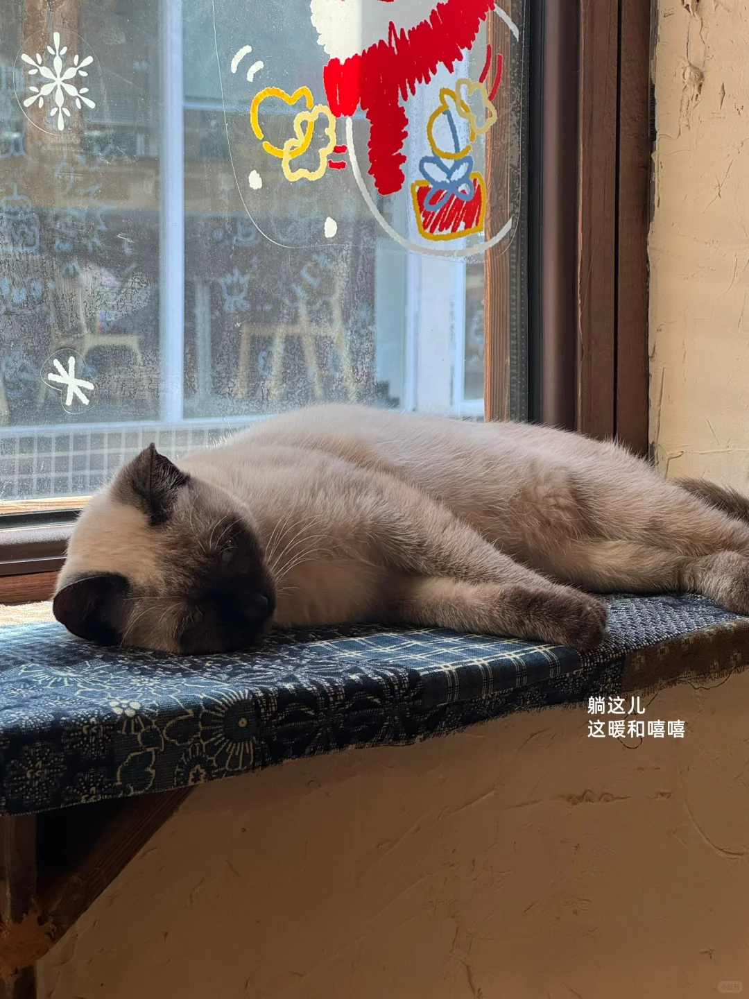 济南非常适合拍照的喵星人咖啡馆🐱