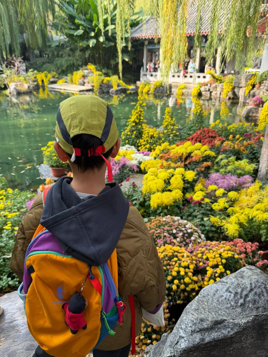 谁还没看趵突泉的菊花展，快去‼️