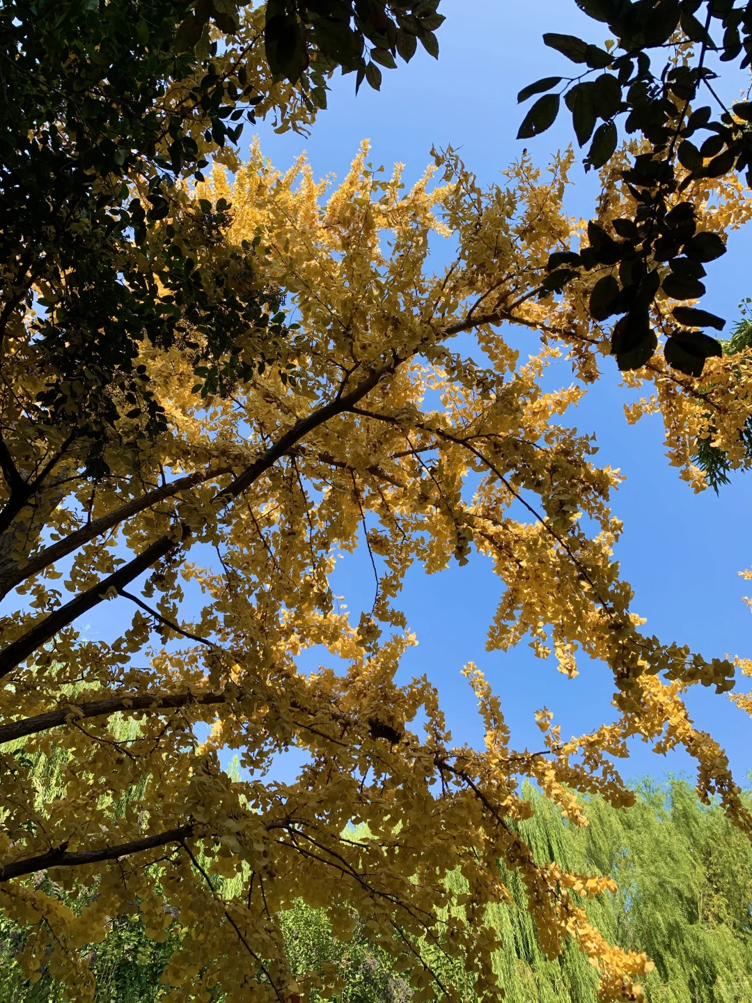 济南的冬天太美丽了