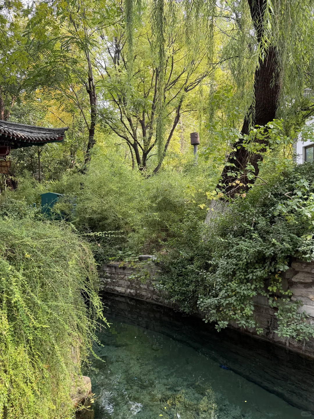 11月，趵突泉最新消息‼️要去济南的赶紧码住