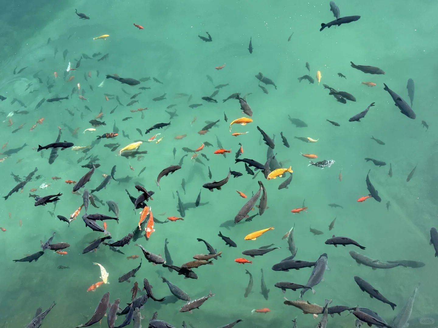 济南济南 周末小逛🪷