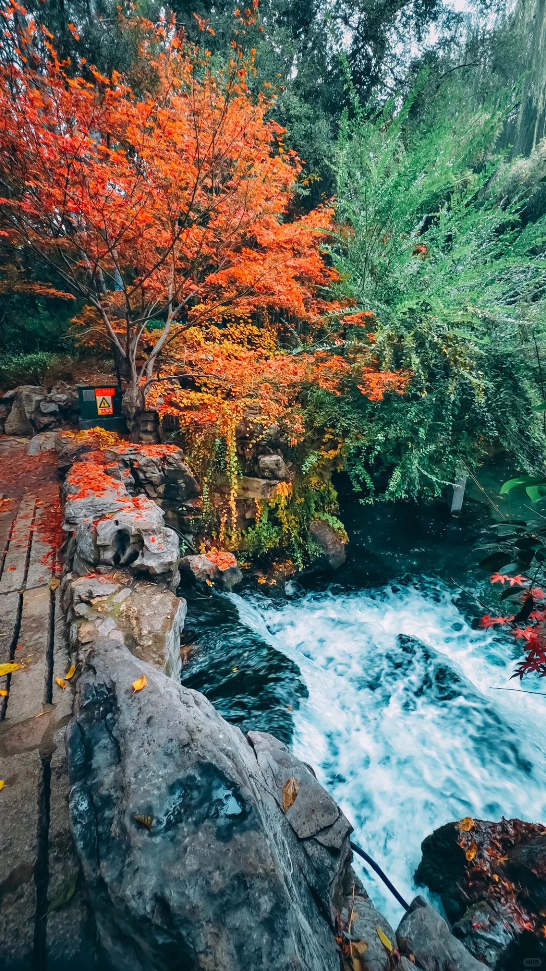 在老舍笔下的济南，拍到了秋日画卷