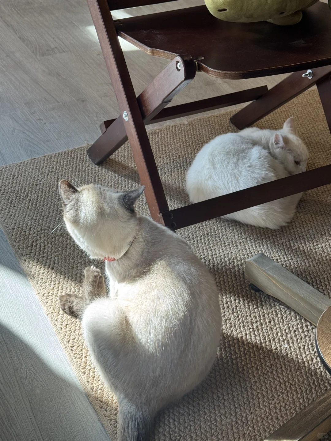 济南非常适合拍照的喵星人咖啡馆🐱