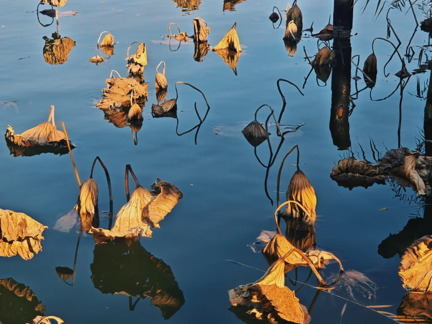 走一趟济南初冬的大明湖