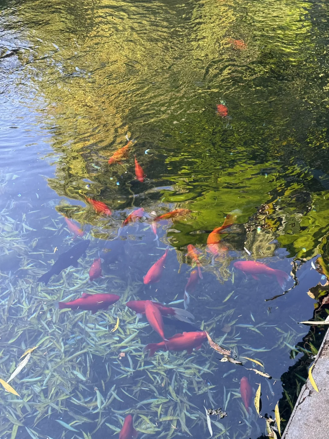 济南Day1，11.27趵突泉